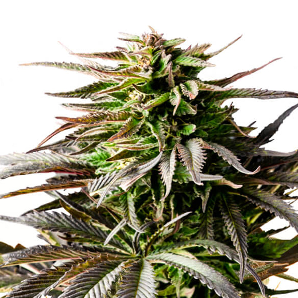 Royal Queen Seeds Cherry Pie