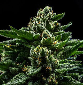 DO-G Feminised Seeds