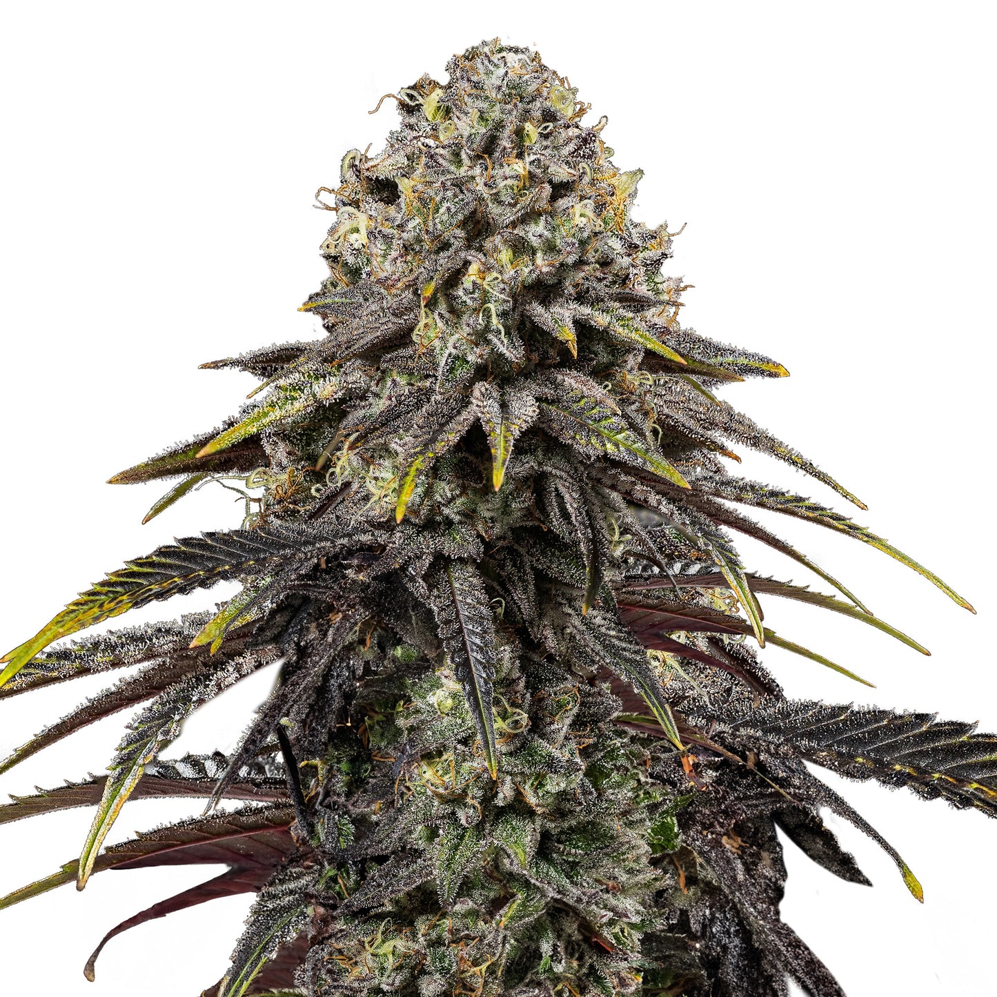 RQS TYSON Dynamite Diesel