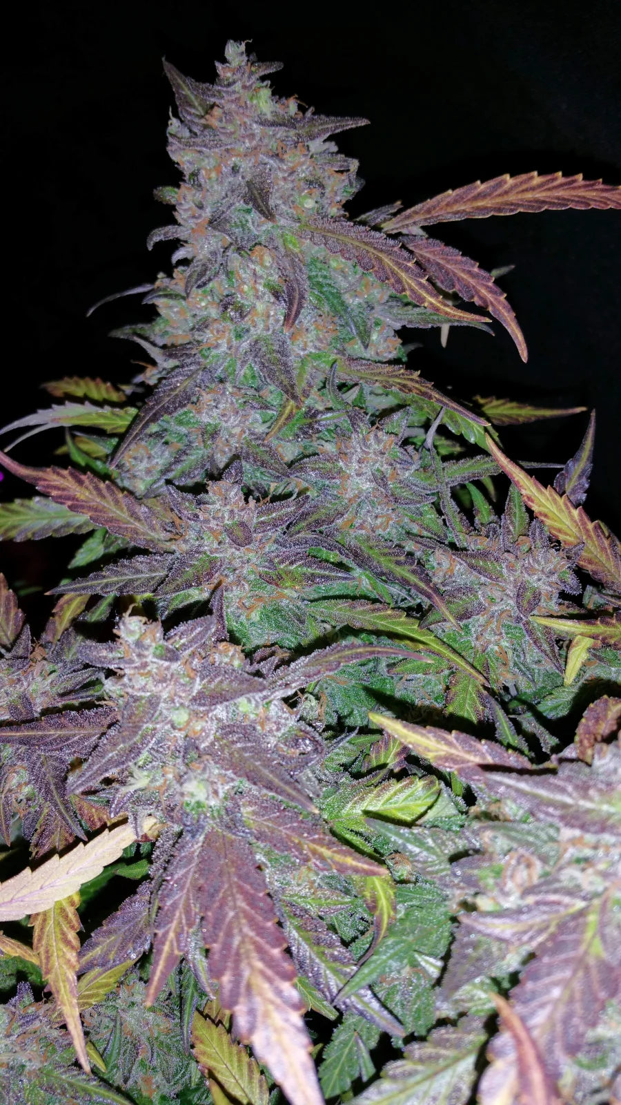 Fastberry Auto Feminised Seeds