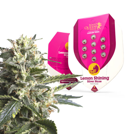 Royal Queen Seeds Lemon Shining Silver Haze