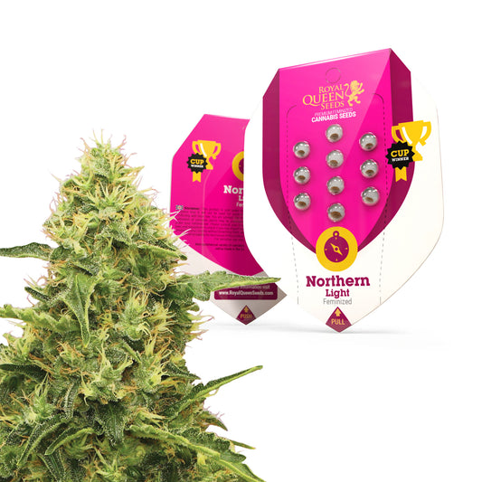 Royal Queen Seeds Northern Light
