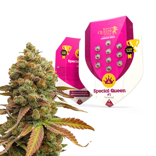 Royal Queen Seeds Special Queen #1