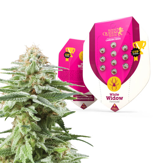 Royal Queen Seeds White Widow