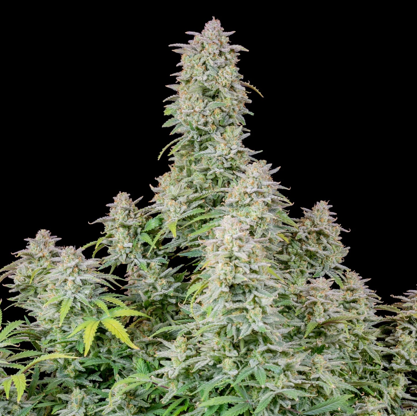 Forbidden Runtz Auto Feminised Seeds