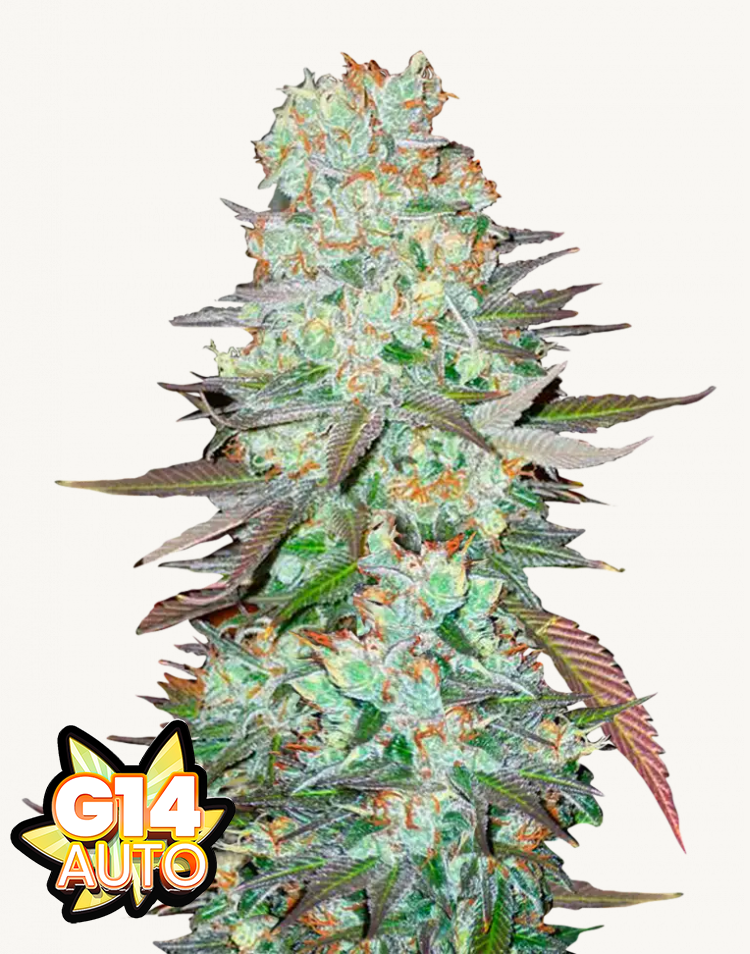 G14 Auto Feminised Seeds