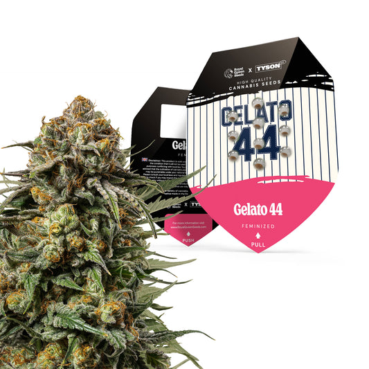 RQS TYSON Gelato 44