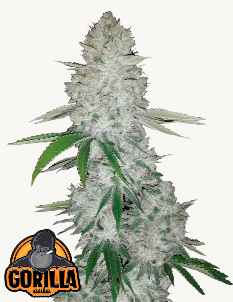 Gorilla Auto Feminised Seeds