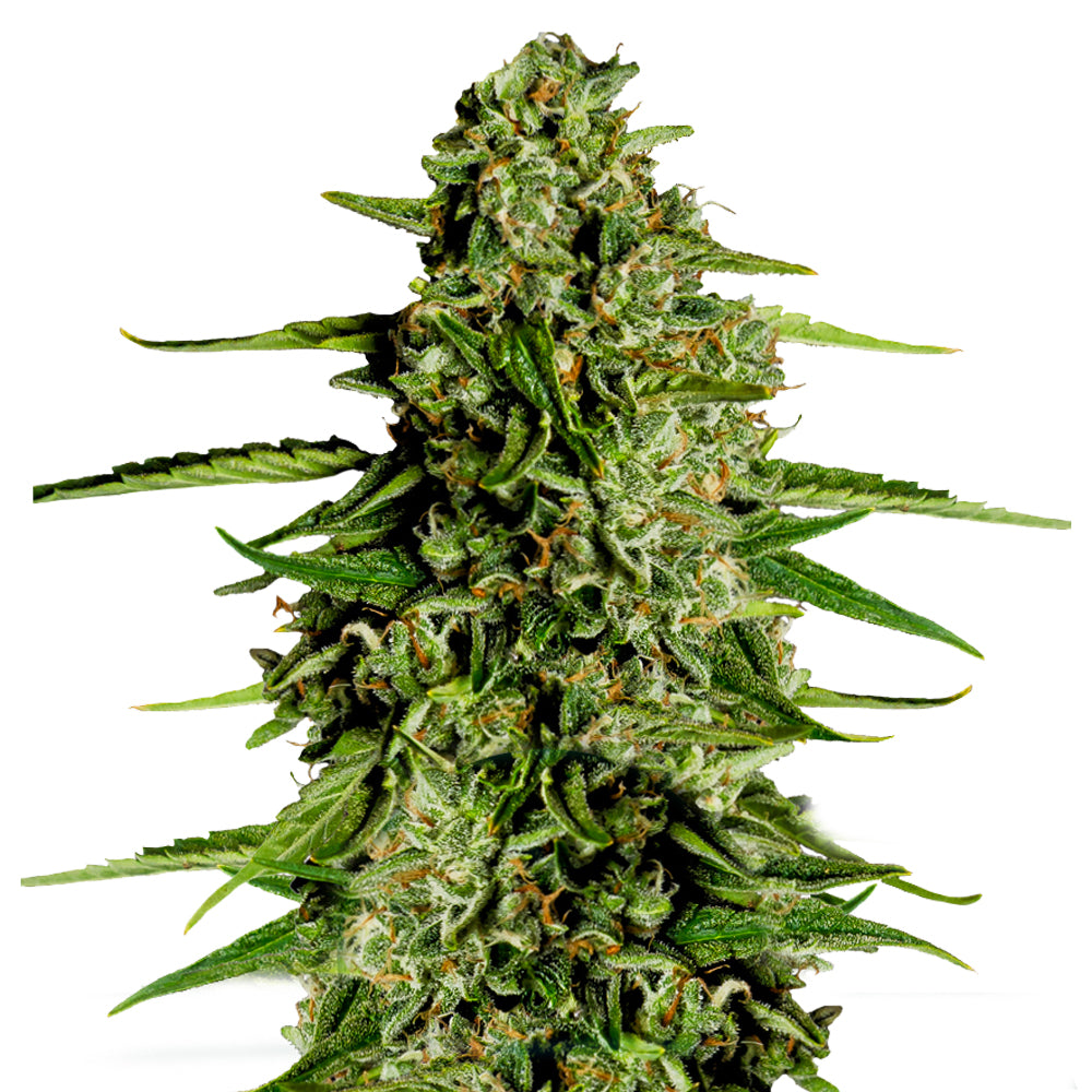 Royal Queen Seeds Medusa F1 Hybrid