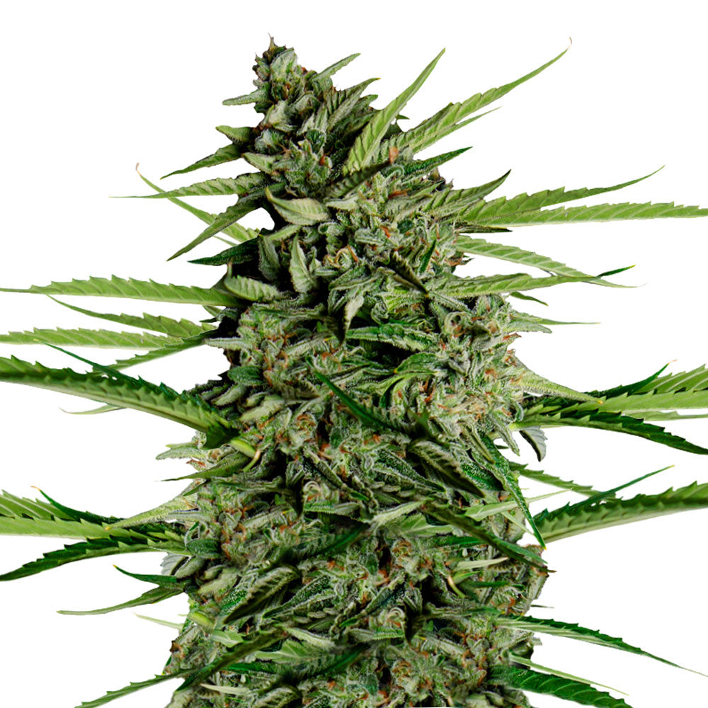 Royal Queen Seeds Orion F1 Hybrid