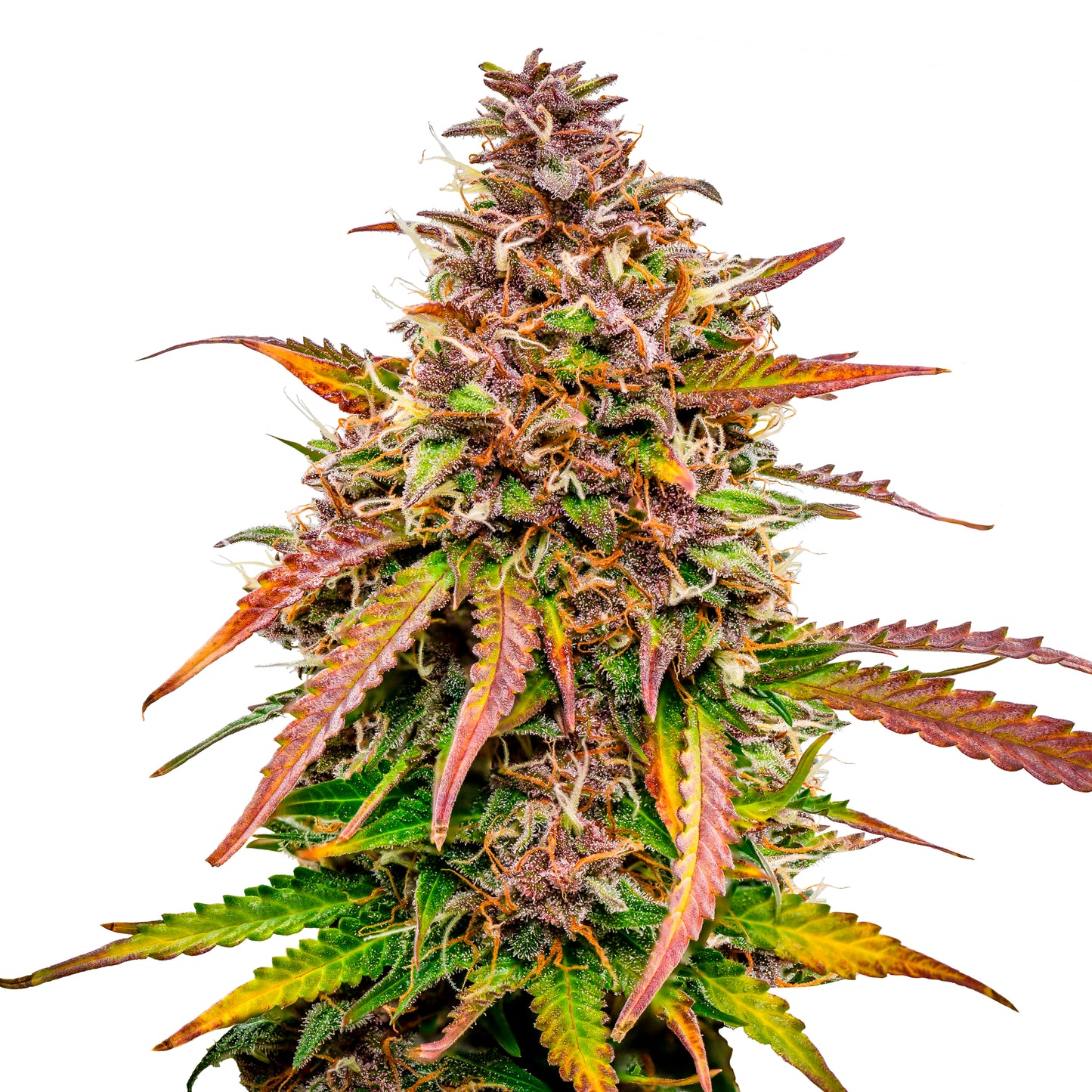 Royal Queen Seeds Bubble Kush