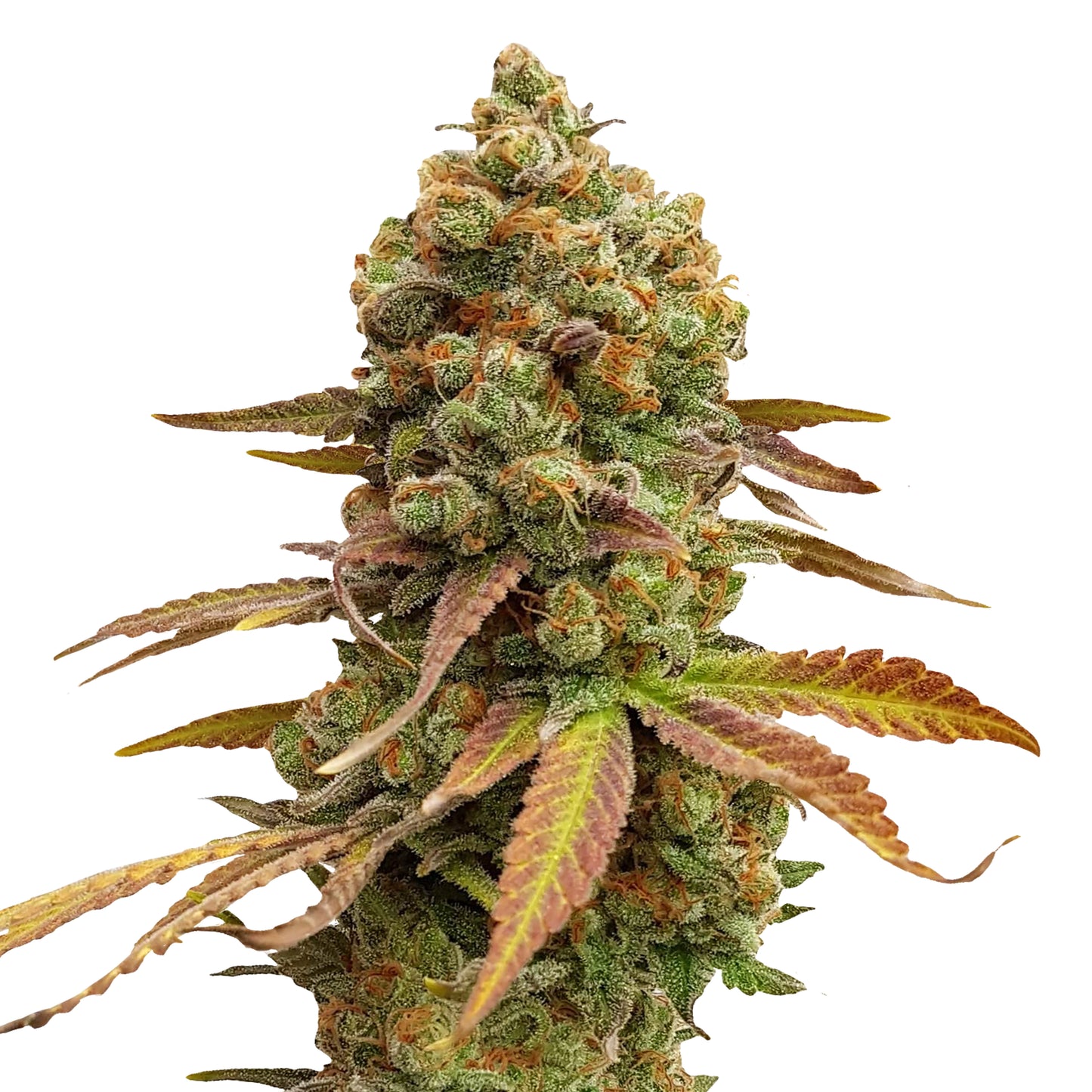 Royal Queen Seeds Special Queen #1