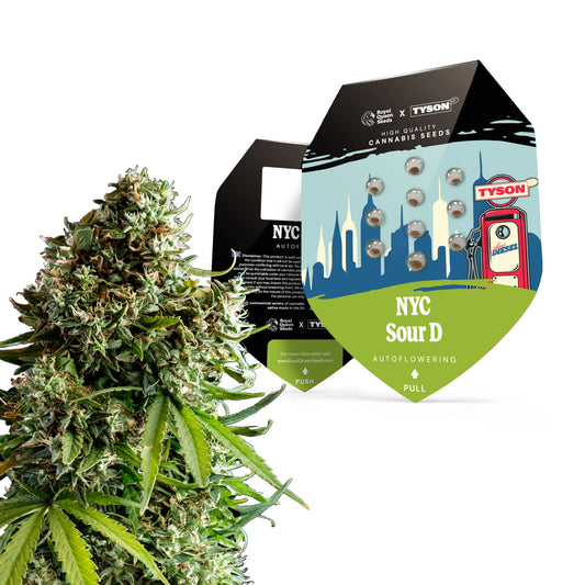 RQS TYSON NYC Sour D Auto