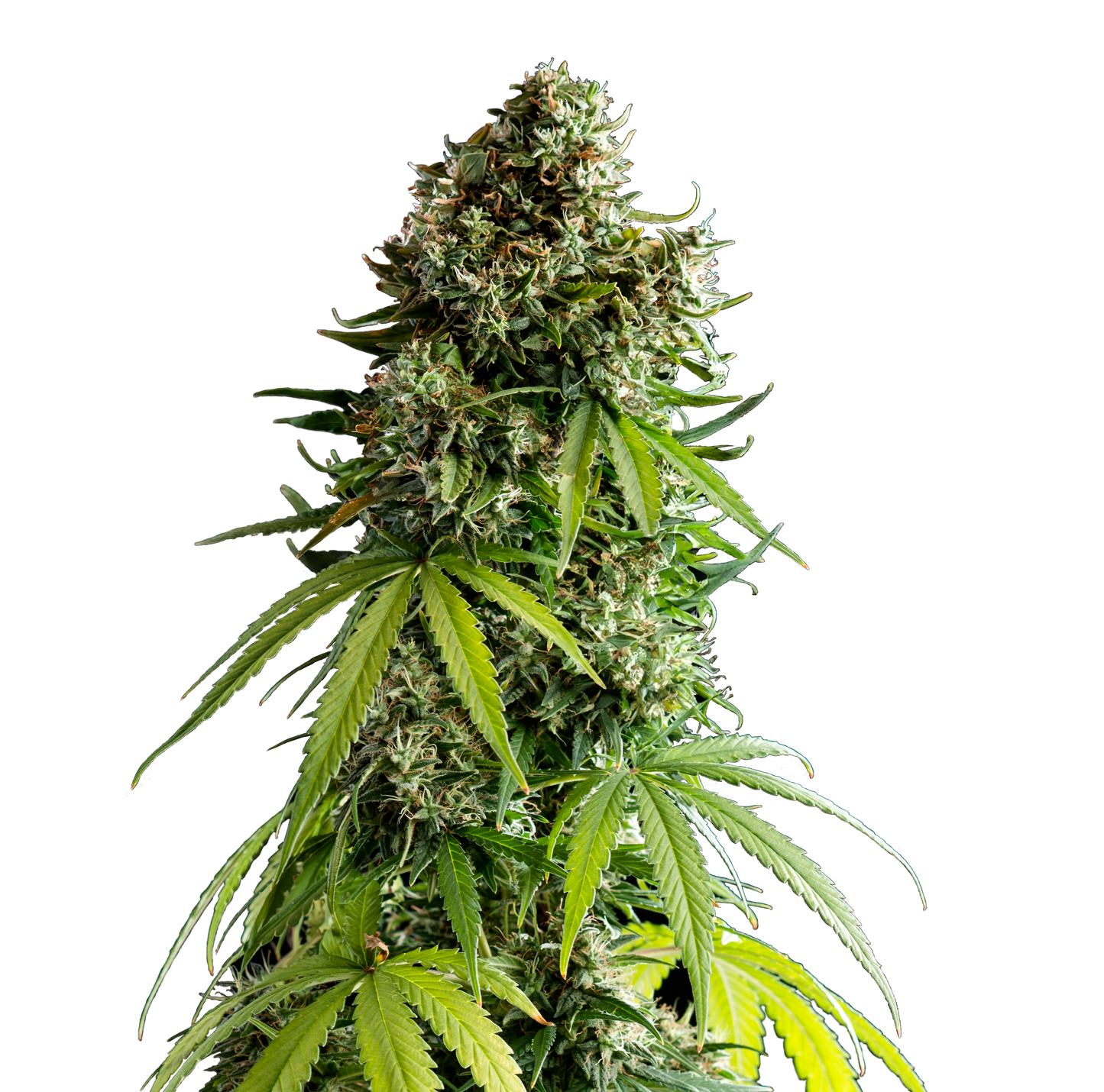 RQS TYSON NYC Sour D Auto