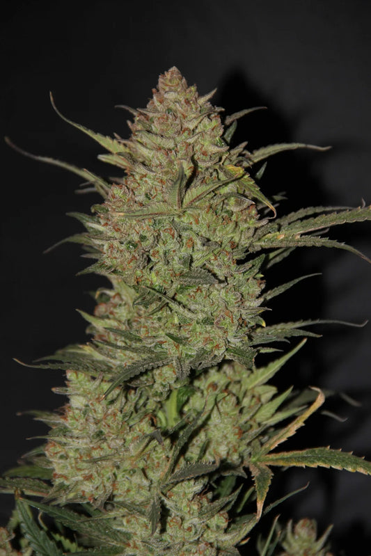 Original OG Kush Auto Feminised Seeds