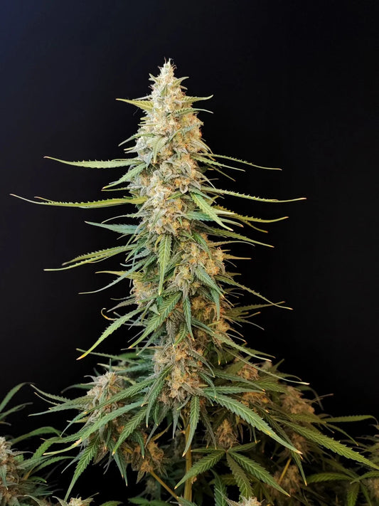 Original Sour Diesel Auto Feminised Seeds