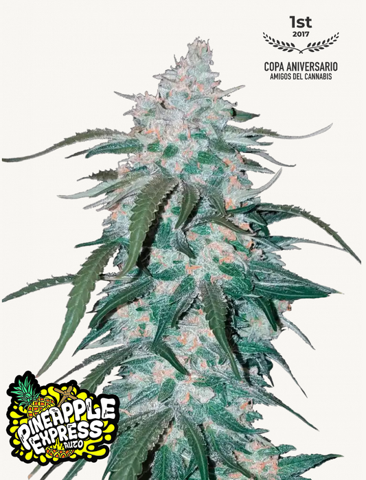 Pineapple Express Auto Feminised Seeds