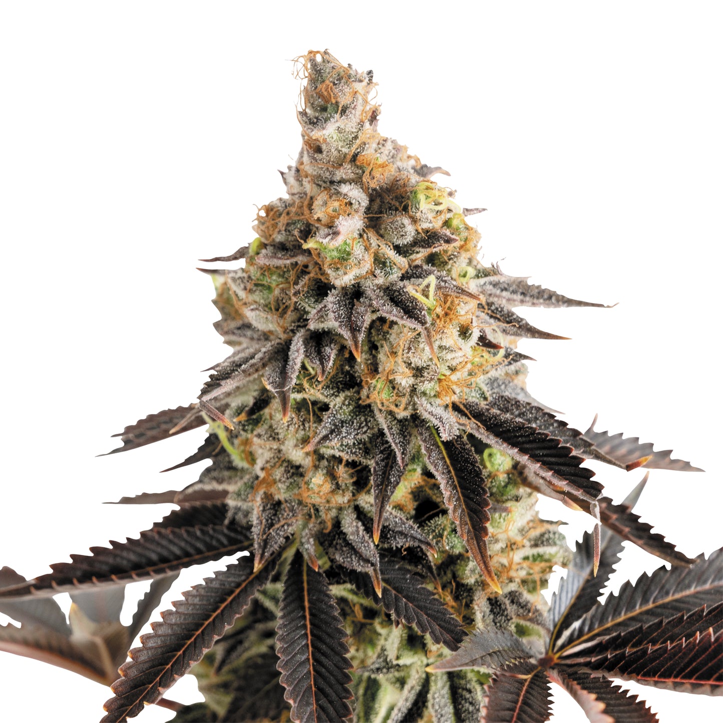 Royal Queen Seeds Cookies Gelato