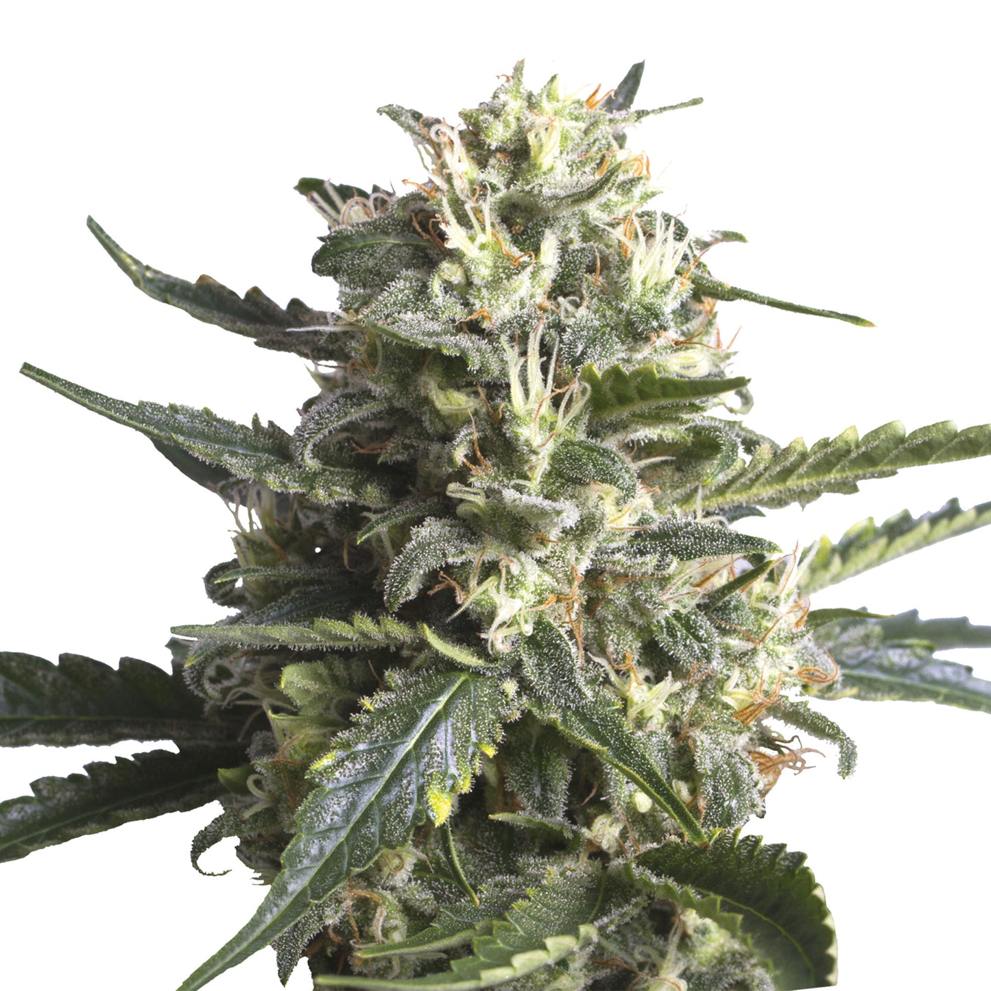 Royal Queen Seeds Lemon Shining Silver Haze