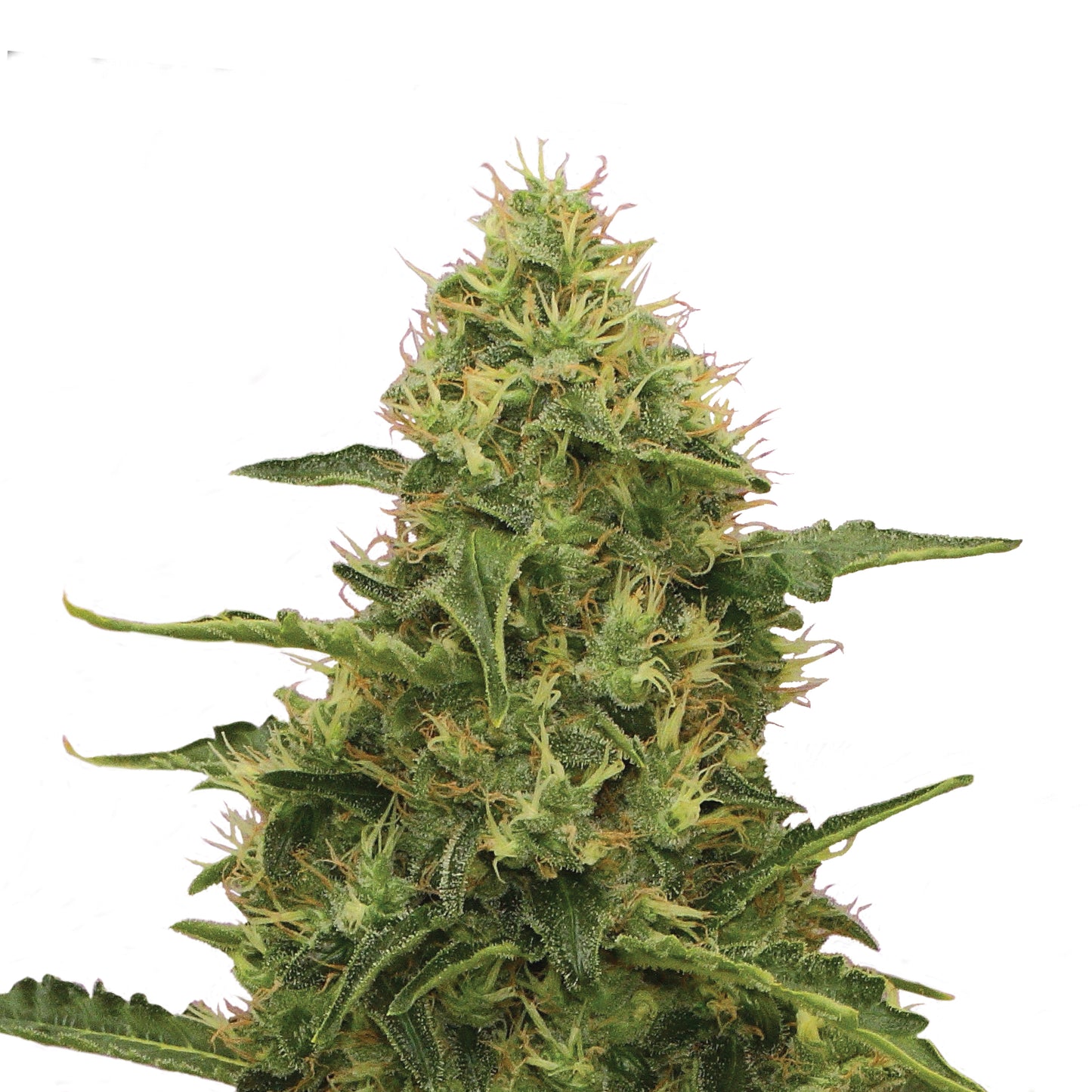 Royal Queen Seeds Northern Light