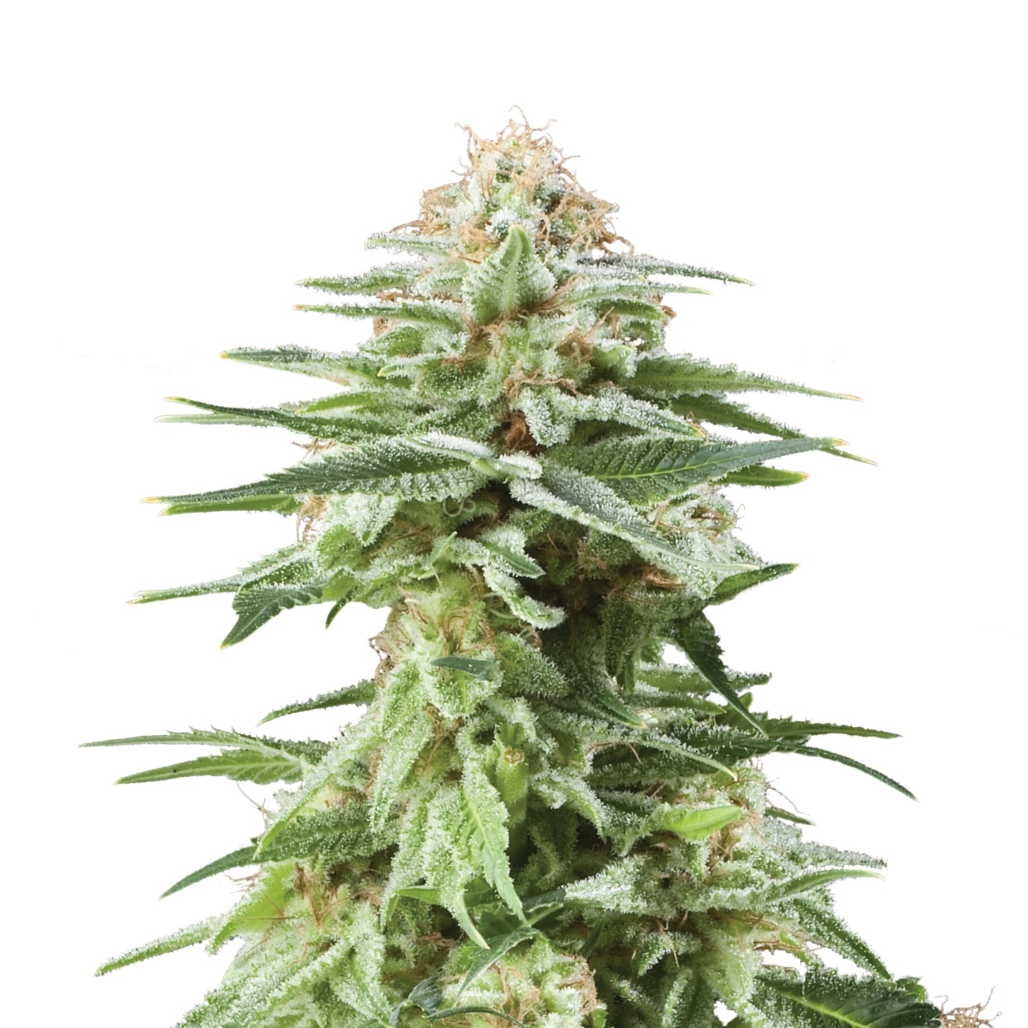 Royal Queen Seeds White Widow