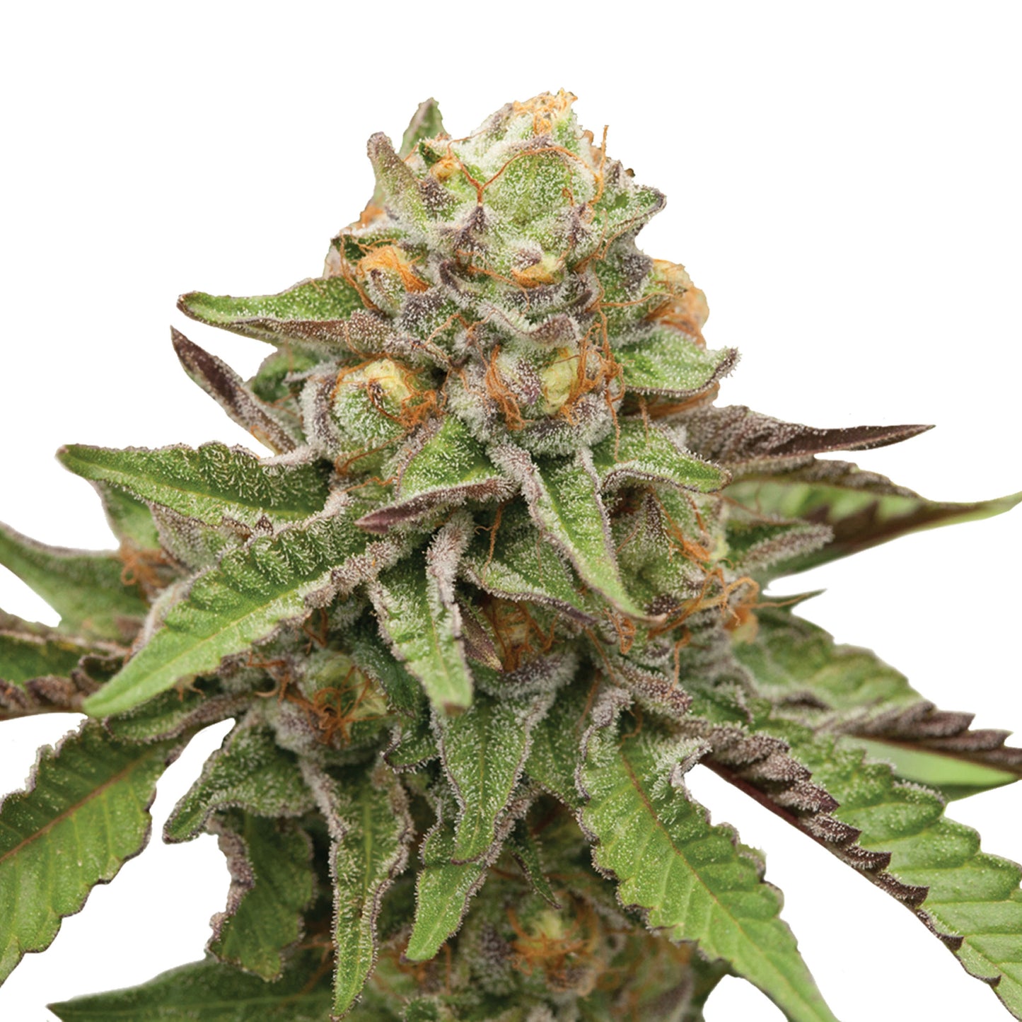 Royal Queen Seeds Green Gelato
