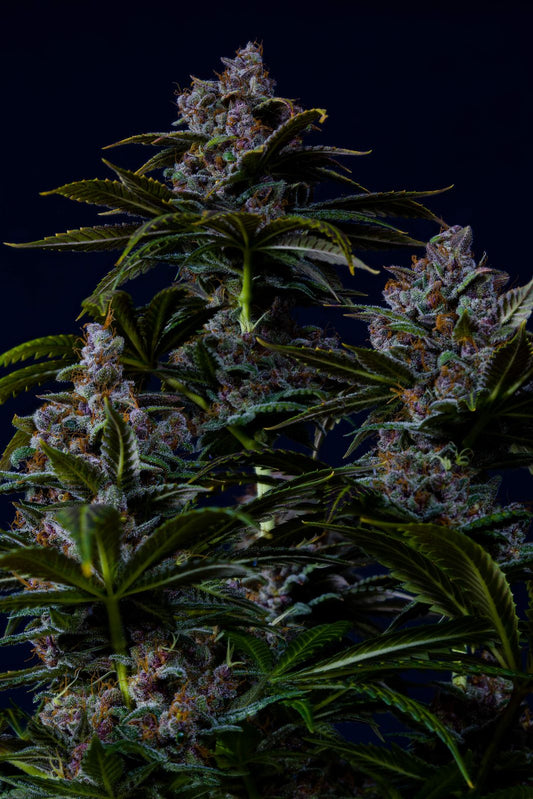 Purple Lemonade Fast Feminised Seeds