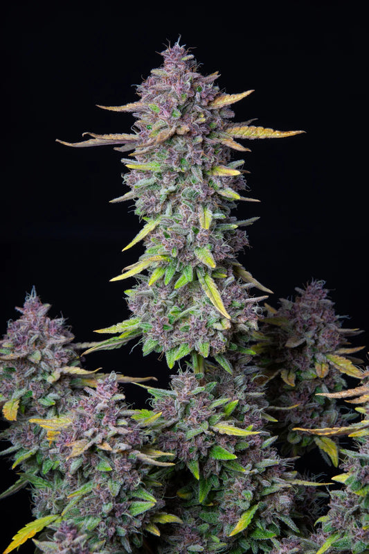 Purple Punch Auto Feminised Seed