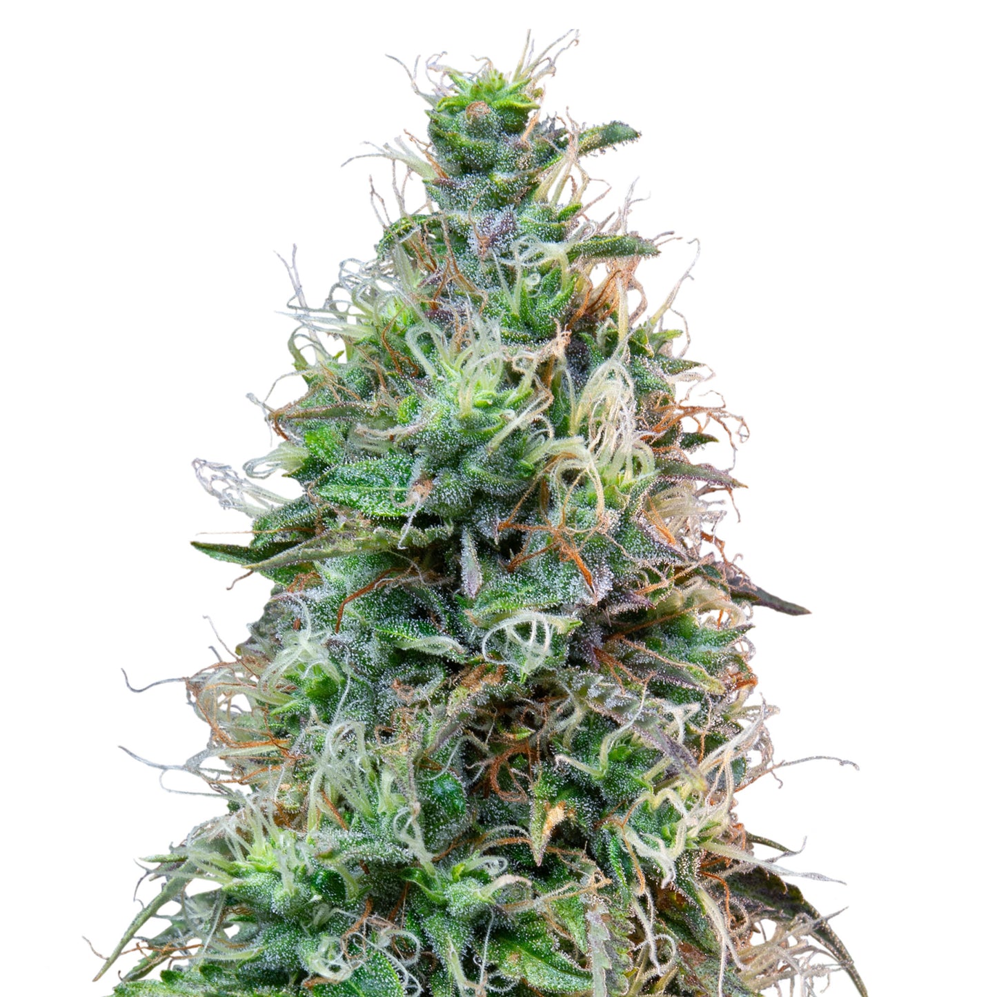 Auto Amnesia