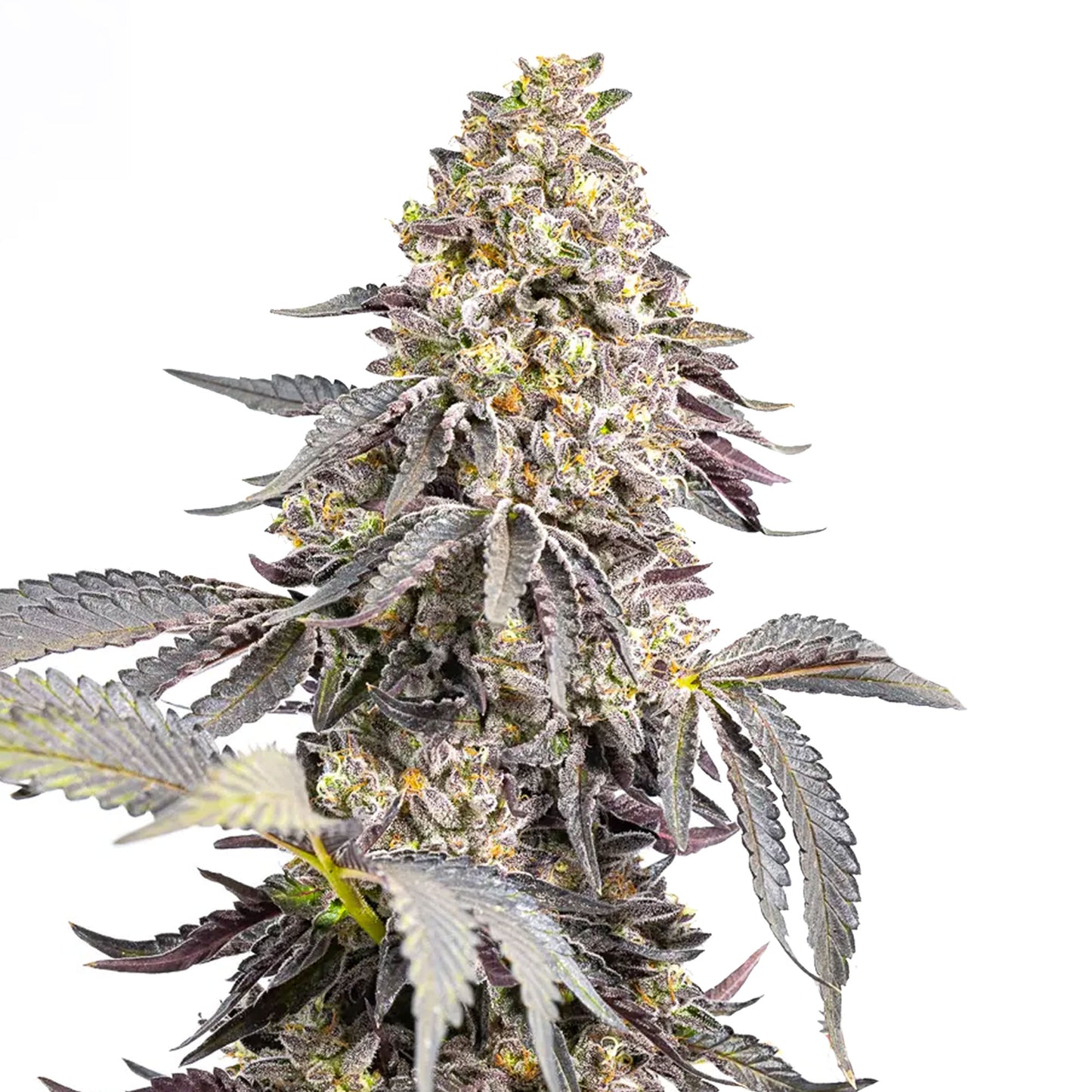 Auto Animal Mint