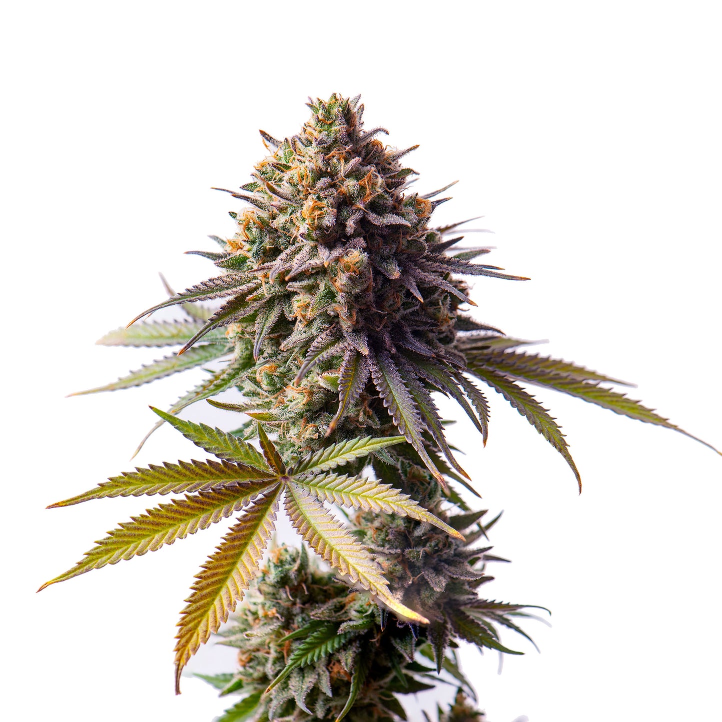 Auto Blueberry