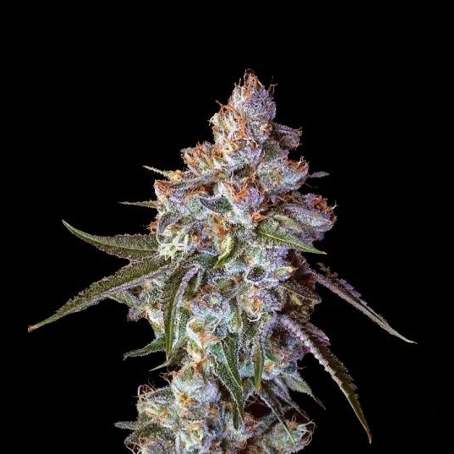 Cherry Pie