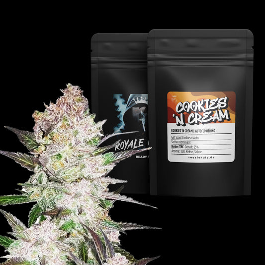 Auto Cookies `n Cream