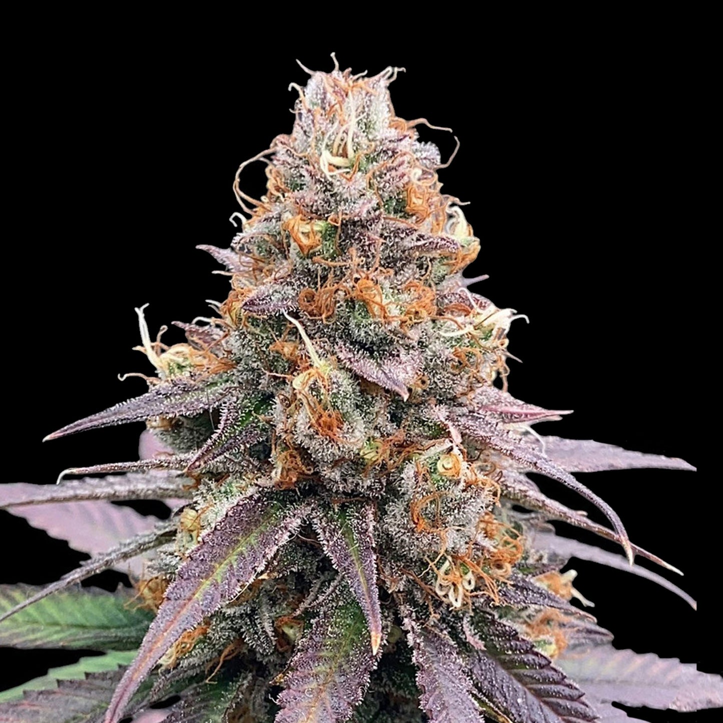 Godfather OG Purple Auto