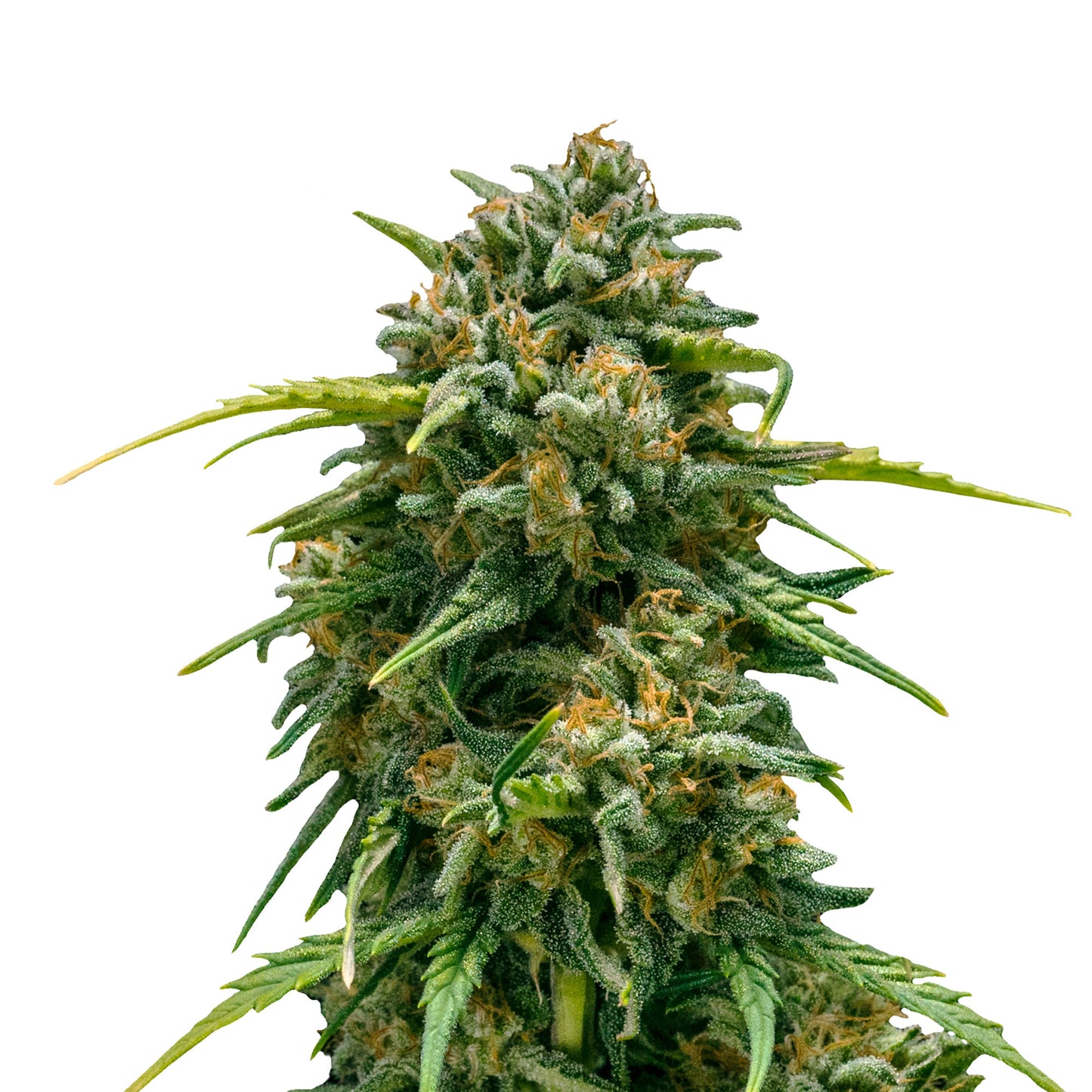 Auto Original Skunk #1