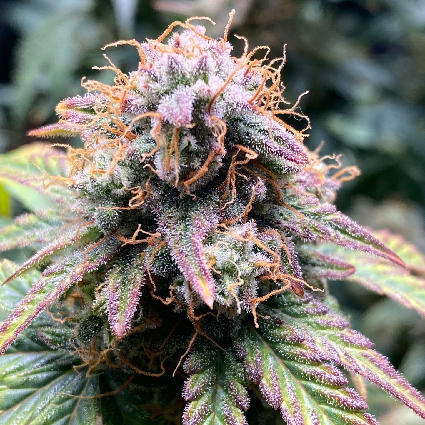 PREMIUM LINE Hulkberry Auto