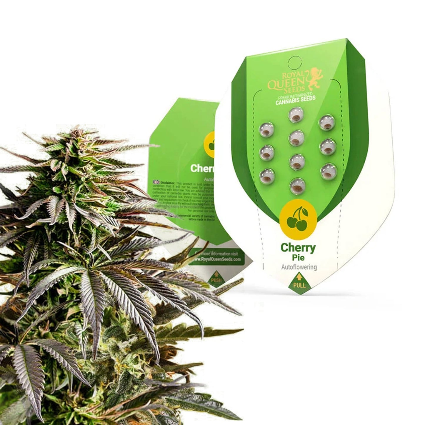 Royal Queen Seeds Cherry Pie