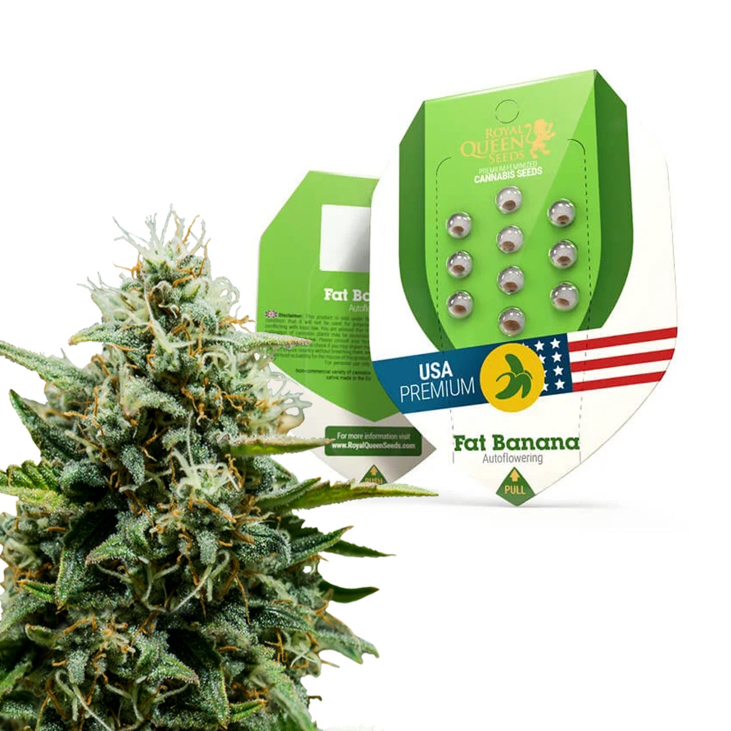 Royal Queen Seeds Fat Banana