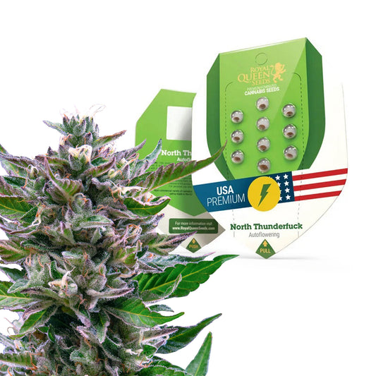 Royal Queen Seeds North Thunderfuck