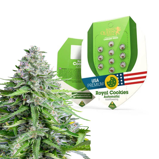 Royal Queen Seeds Royal Cookies