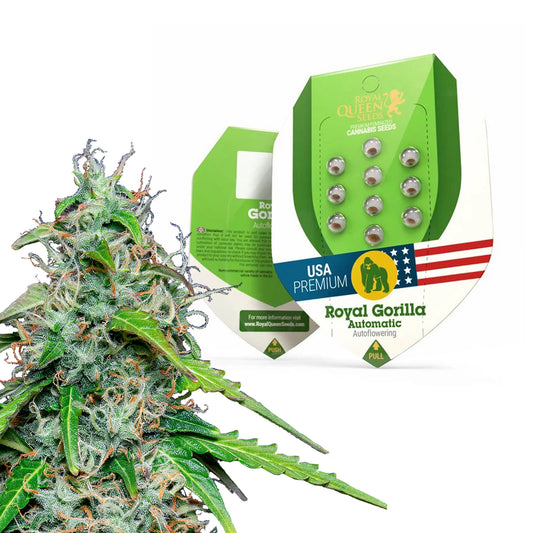 Royal Queen Seeds Royal Gorilla