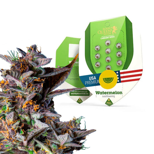 Royal Queen Seeds Watermelon
