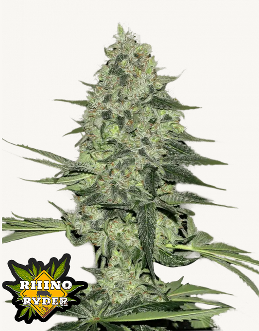 Rhino Ryder Auto Feminised Seeds