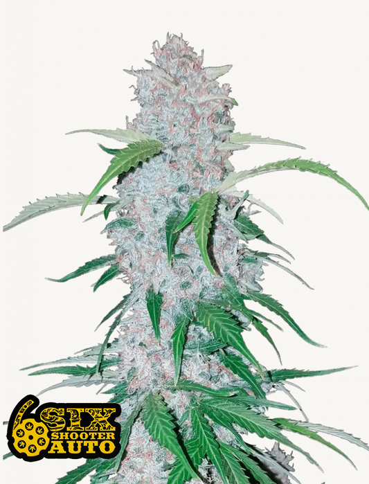 Six Shooter Auto Feminised Seeds