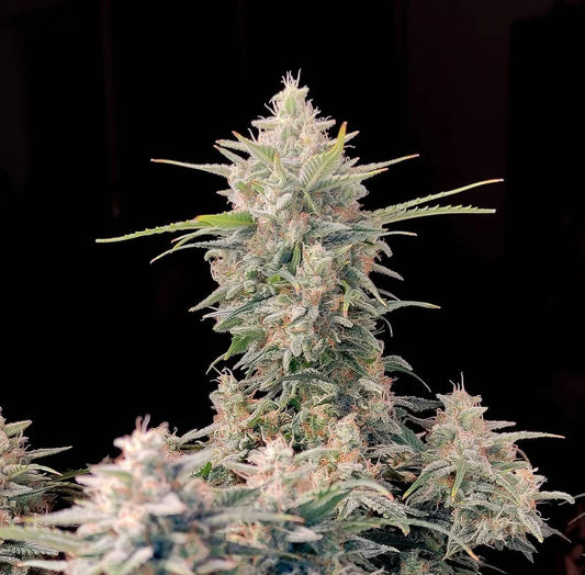 Original Skunk Auto Feminised Seeds