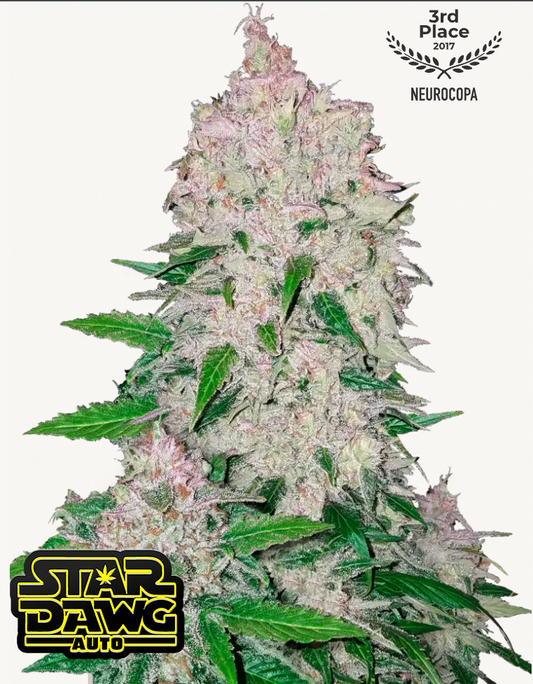 Stardawg Auto Feminised Seeds