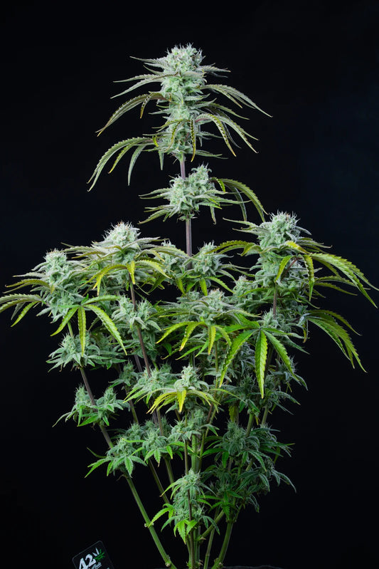 Strawberry Banana Auto Feminised Seeds