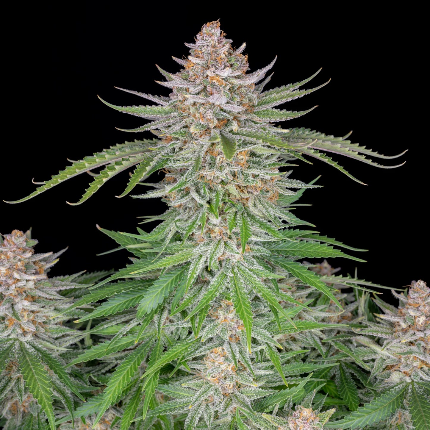 Strawberry Pie Auto Feminised Seeds