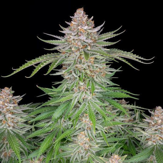 Strawberry Pie Auto Feminised Seeds