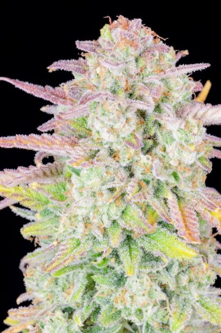 Original Trainwreck Auto Feminised Seeds